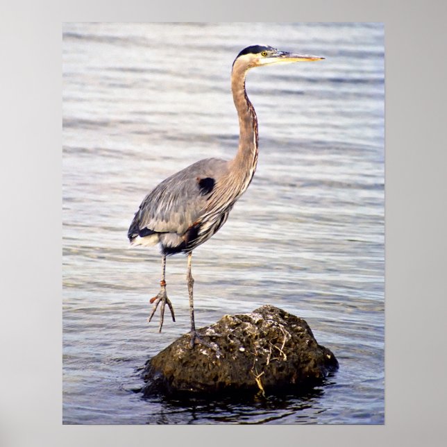 Great Blue Heron Poster (Front)