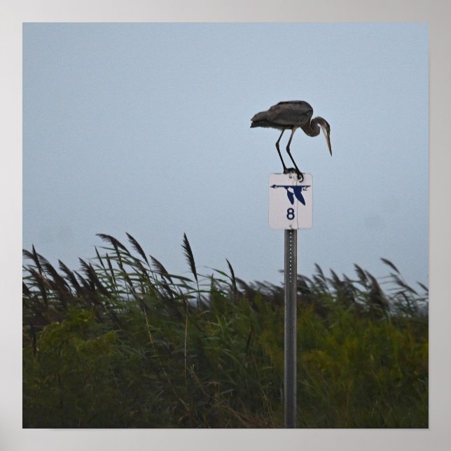 Great Blue Heron Poster (Front)
