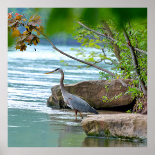 Great Blue Heron Poster