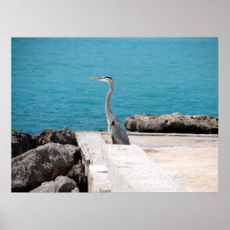 Great Blue Heron Poster