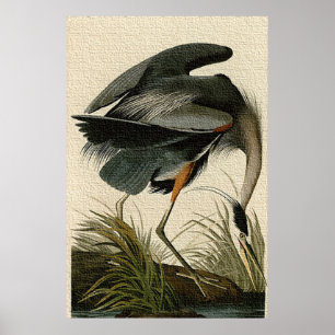 Great Blue Heron Poster Print