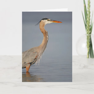 Great Blue Heron Profile Greeting Card