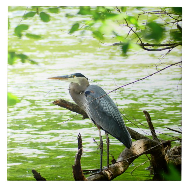Great Blue Heron spring river forest nature Tile (Front)