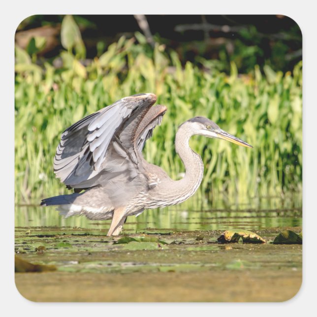 Great Blue Heron Square Sticker (Front)