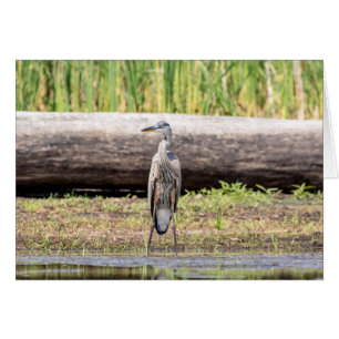 Great Blue Heron standing in Lake Champlain