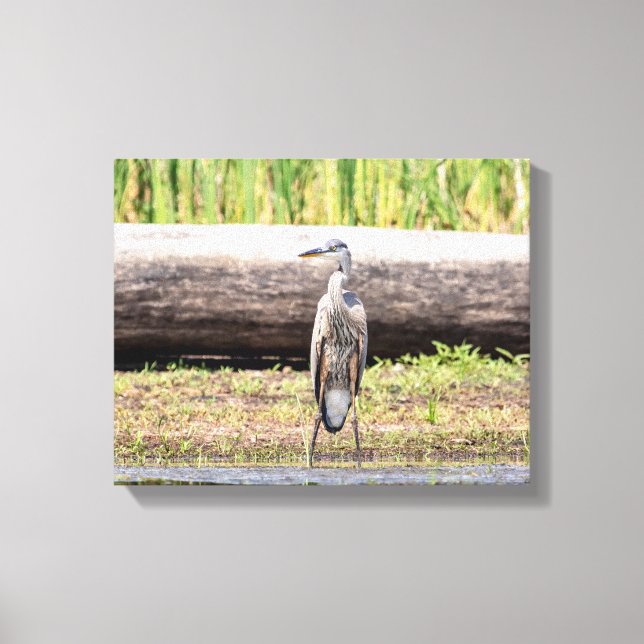 Great Blue Heron standing in Lake Champlain Canvas Print (Front)