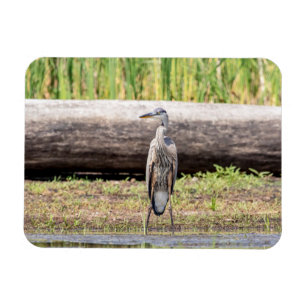 Great Blue Heron standing in Lake Champlain Magnet