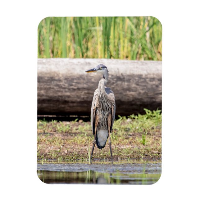 Great Blue Heron standing in Lake Champlain Magnet (Vertical)