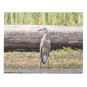 Great Blue Heron standing in Lake Champlain Notepad