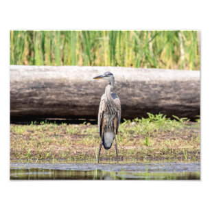 Great Blue Heron standing in Lake Champlain Photo Print