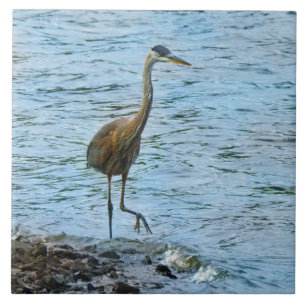 Great Blue Heron Standing in the Water Tile