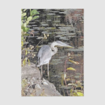 Great Blue Heron Stretched Canvas Print