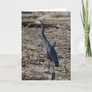 Great Blue Heron Thank You Card