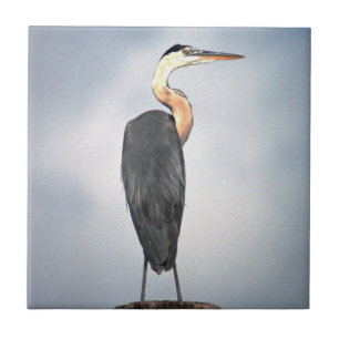 Great Blue Heron Tile