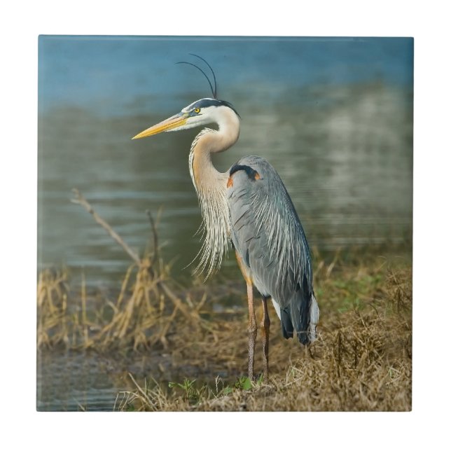 Great Blue Heron Tile (Front)