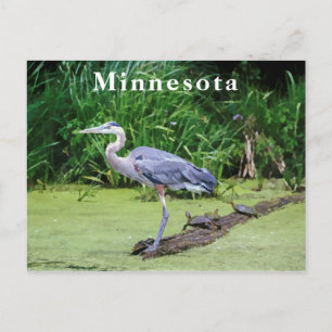 Great Blue Heron Turtles Green Lake Postcard