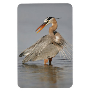 Great Blue Heron Twisting 4x6 Magnet