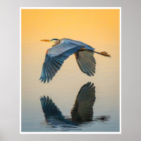 Great Blue Heron Wall Art | Bird Reflection Print