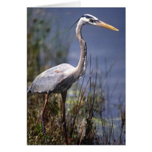 Great Blue Heron water bird