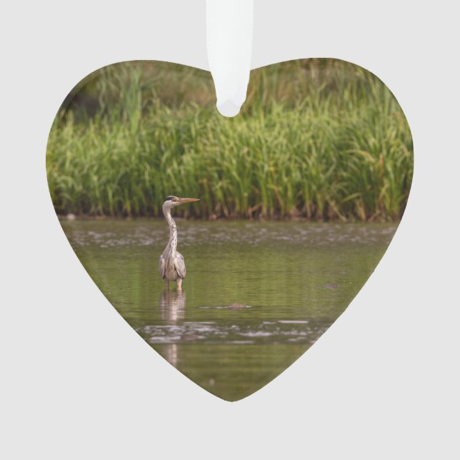 Great Blue Heron Wildlife Lake Photo personnalisée (devant)