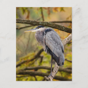 Great Blue Heron with Fall Colours Postcard