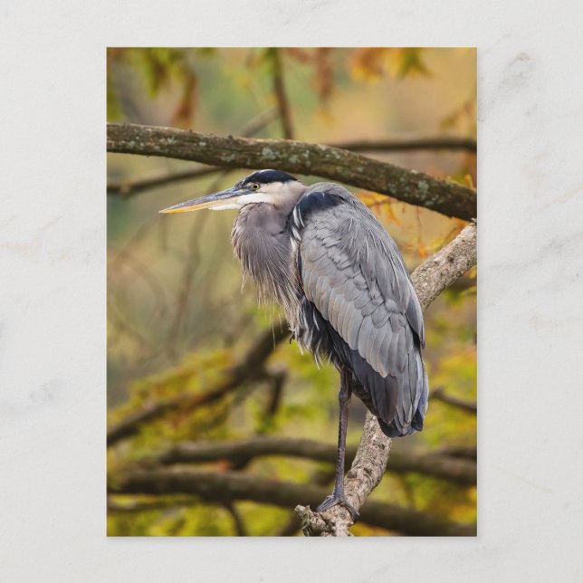 Great Blue Heron with Fall Colours Postcard (Front)