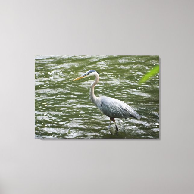 Great Blue Heron Wrapped Canvas Print (Front)