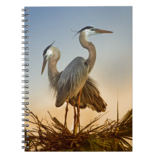Great Blue Herons at Sunrise Notebook