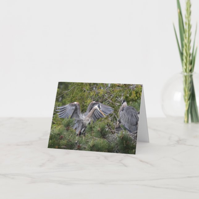 Great Blue Herons & Baby Card (Front)