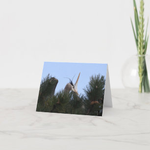 Great Blue Herons Caressing Card