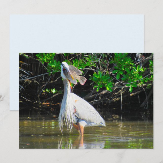 Great Blue Heron's Lunch Flat Card (Front/Back)