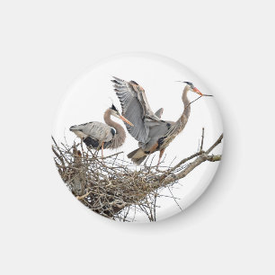 Great Blue Herons Magnet