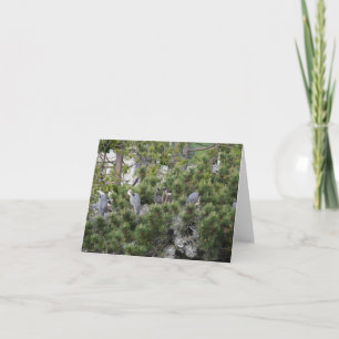 Great Blue Herons Nesting Card