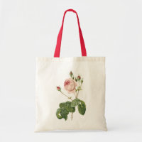 great cabbage-leaved rose by Redouté
