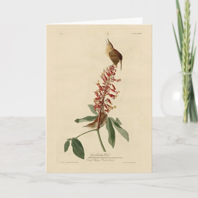 Great Carolina Wren - Audubon's Birds of America Card (Front)