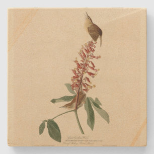 Great Carolina Wren - Audubon's Birds of America Stone Coaster