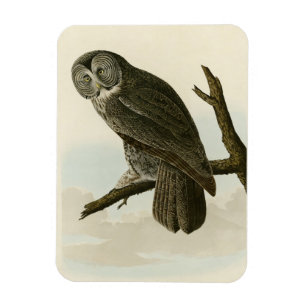 Great Cinereous Owl from Audubon Birds of America Magnet