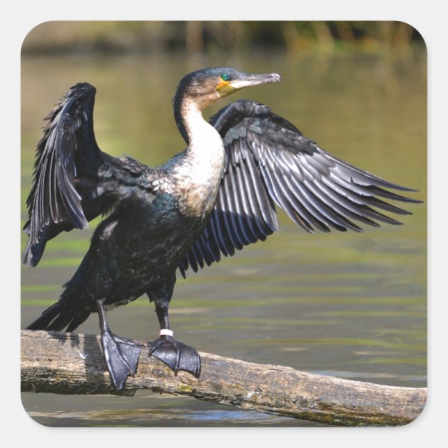 Great Cormorant with opened wings Square Sticker (Front)