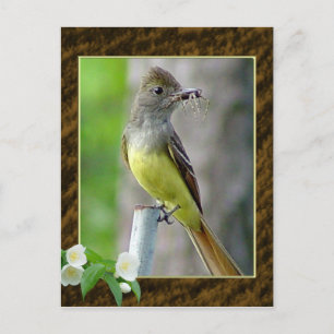 Great Crested Flycatcher Postcard 2