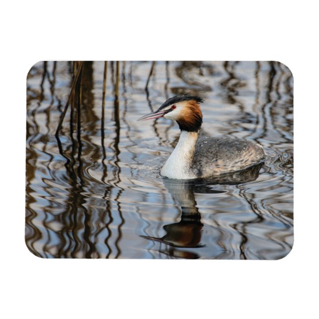 Great-crested Grebe Magnet (Horizontal)