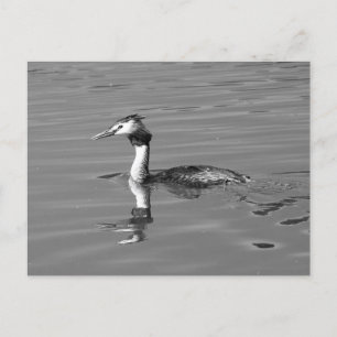 Great Crested Grebe Postcard