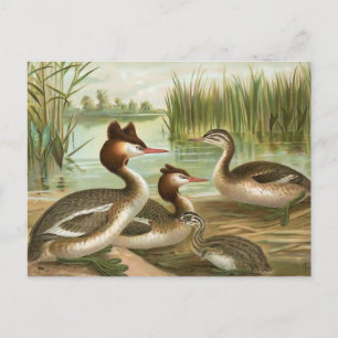 Great Crested Grebe Postcard