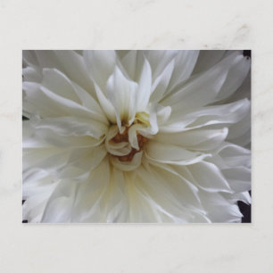 Great Dahlia 1 - educatedbrainfart Postcard