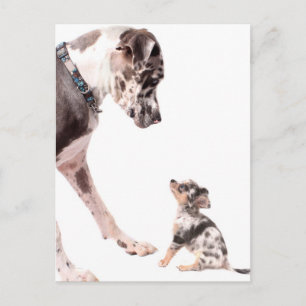 Great Dane and chihuahua Postcard