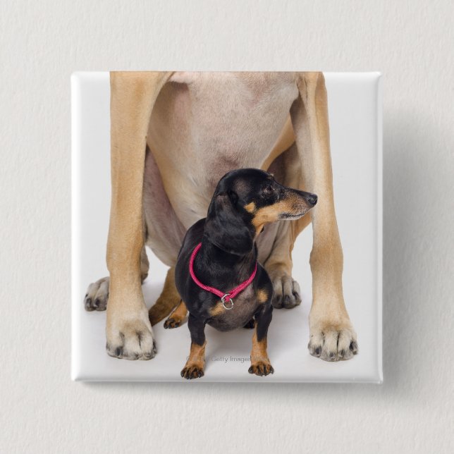 Great Dane and Dachshund portrait 2 Inch Square Button (Front)