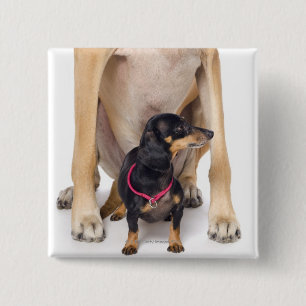 Great Dane and Dachshund portrait 2 Inch Square Button