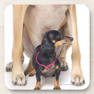 Great Dane and Dachshund portrait Coaster