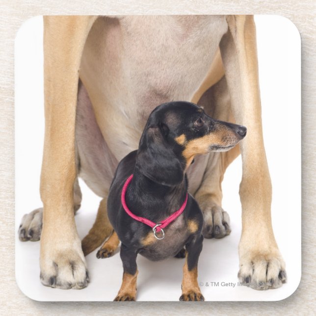 Great Dane and Dachshund portrait Coaster (Front)
