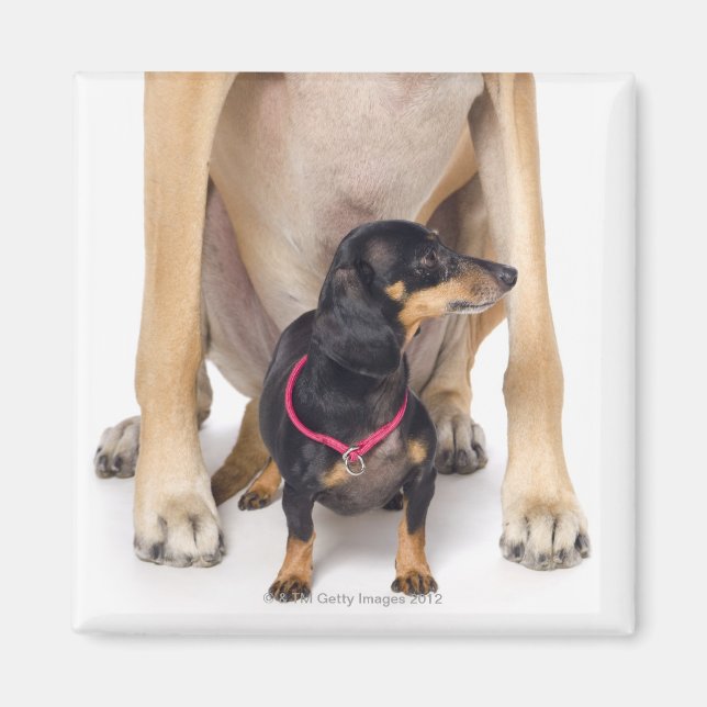 Great Dane and Dachshund portrait Magnet (Front)