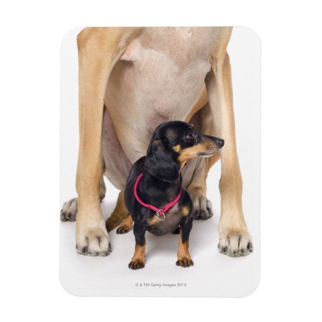 Great Dane and Dachshund portrait Magnet (Vertical)